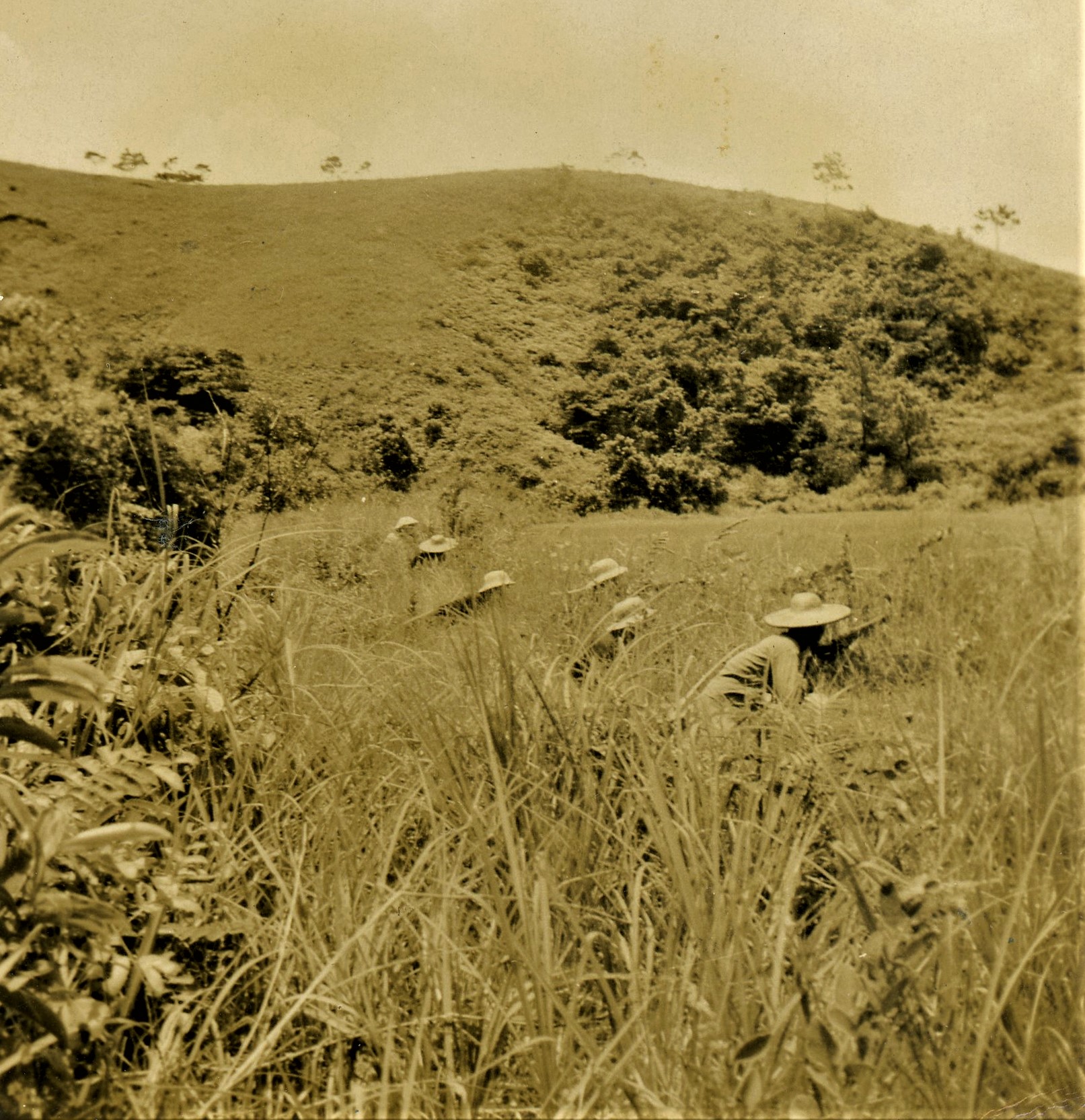 Guerrilla fighters crouching in a grassy field.