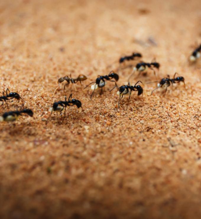 Ants