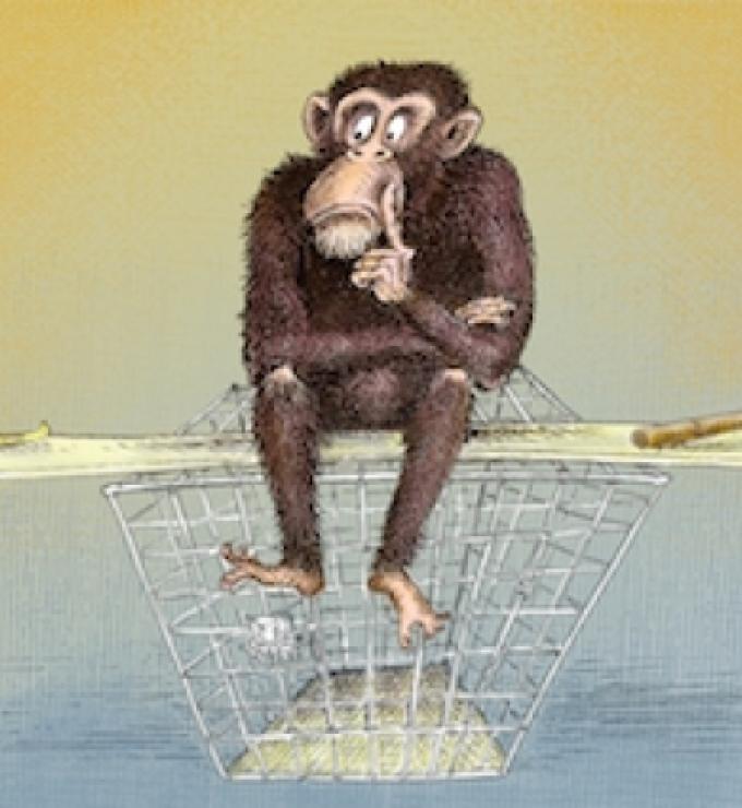 Do Chimps Have Human Rights?
