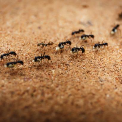 Ants