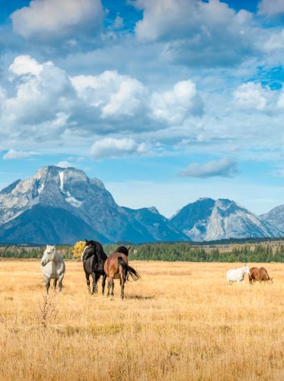 Wyoming