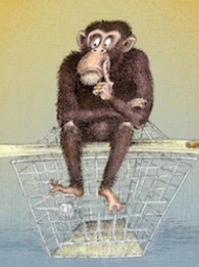 Do Chimps Have Human Rights?