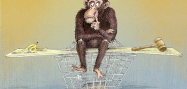 Do Chimps Have Human Rights?