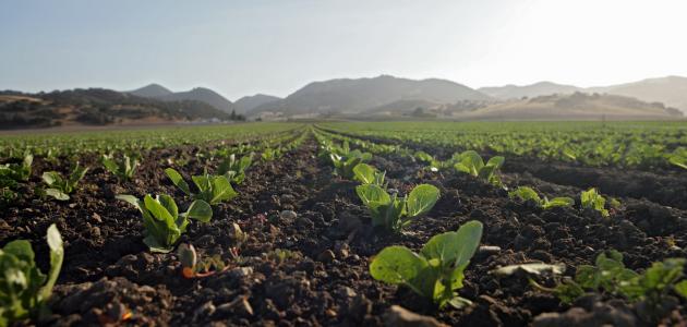 Agriculture
