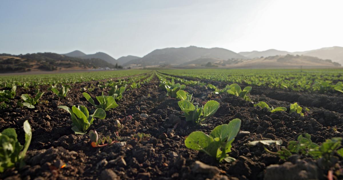 Agriculture